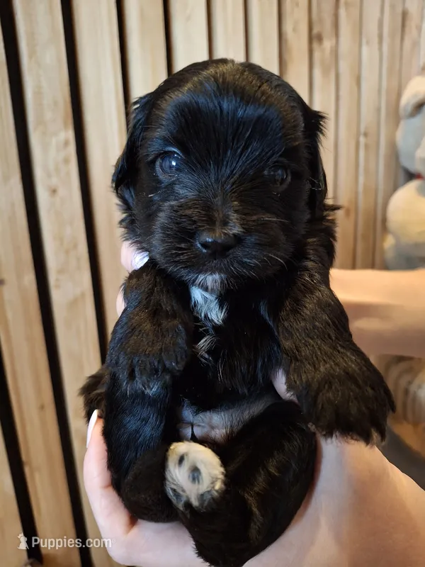 Morkie (Microchipped) – Maltese, Yorkshire Terrier puppy for sale in Denver, CO