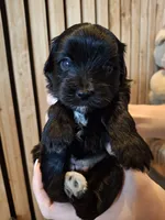 Morkie (Microchipped), a male Maltese and Yorkshire Terrier for sale in Denver, CO – 1 of 10