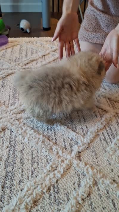 Teddy Bear (Microchipped), a male Pomeranian for sale in Denver, CO – 2 of 10