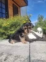 Yorkie (microchipped), a male Yorkshire Terrier for sale in Denver, CO – 3 of 7