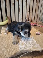 Morkie (Microchipped), a female Maltese and Yorkshire Terrier for sale in Denver, CO – 5 of 7