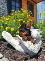 Tea Cup (microchipped), a female Yorkshire Terrier for sale in Denver, CO – 7 of 8
