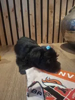 Morkie (Microchipped), a male Maltese and Yorkshire Terrier for sale in Denver, CO – 4 of 8