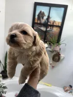 Toy Havashu (microchipped), a female Havanese and Shih Tzu for sale in Denver, CO – Photo 2 of 6