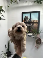 Toy Havashu (microchipped), a female Havanese and Shih Tzu for sale in Denver, CO – Photo 3 of 6