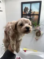 Toy Havashu (microchipped), a female Havanese and Shih Tzu for sale in Denver, CO – Photo 1 of 6