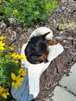 Tea Cup (microchipped), a female Yorkshire Terrier for sale in Denver, CO – 5 of 8
