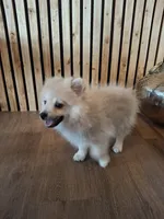 Teddy Bear (Microchipped), a male Pomeranian for sale in Denver, CO – 6 of 8