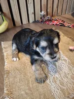 Morkie (Microchipped), a female Maltese and Yorkshire Terrier for sale in Denver, CO – 3 of 7