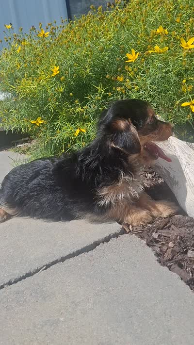 Yorkie (microchipped), a male Yorkshire Terrier for sale in Denver, CO – 7 of 7