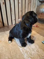 Morkie (Microchipped), a male Maltese and Yorkshire Terrier for sale in Denver, CO – 10 of 10