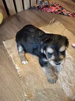 Morkie (Microchipped), a female Maltese and Yorkshire Terrier for sale in Denver, CO – 7 of 7