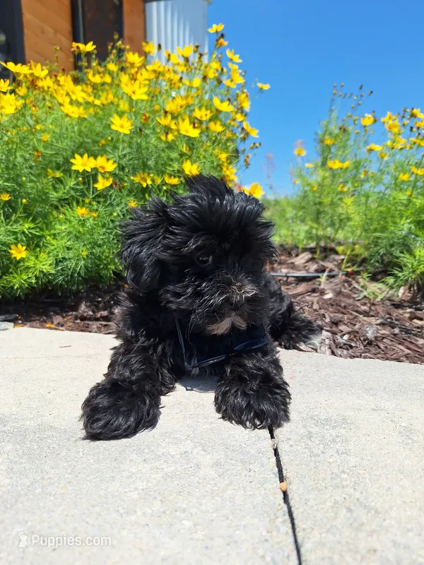 Morkie (Microchipped.) – Morkie puppy for sale in Denver, CO