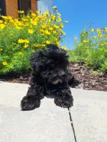 Morkie (Microchipped.), a male Morkie for sale in Denver, CO – 1 of 8