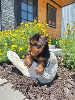Toy Tea Cup (microchipped), a male Yorkshire Terrier for sale in Denver, CO – 3 of 9