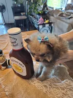Tiny Toy (Pomeranian), a male Pomeranian for sale in Denver, CO – 3 of 8