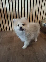 Teddy Bear (Microchipped), a male Pomeranian for sale in Denver, CO – 7 of 8