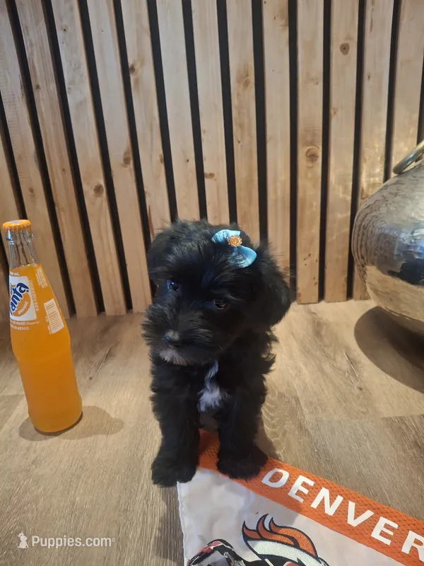 Morkie (Microchipped) – Maltese, Yorkshire Terrier puppy for sale in Denver, CO