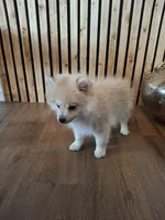 Teddy Bear (Microchipped), a male Pomeranian for sale in Denver, CO – 8 of 8