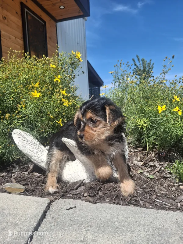 Yorkie (microchipped) – Yorkshire Terrier puppy for sale in Denver, CO