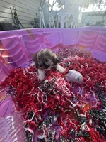 Toy Havashu , a female Havanese and Shih Tzu for sale in Denver, CO – 5 of 8