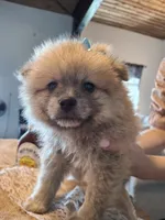 Teddy Bear (Microchipped), a male Pomeranian for sale in Denver, CO – 3 of 10