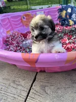 Toy Havashu , a female Havanese and Shih Tzu for sale in Denver, CO – 8 of 8