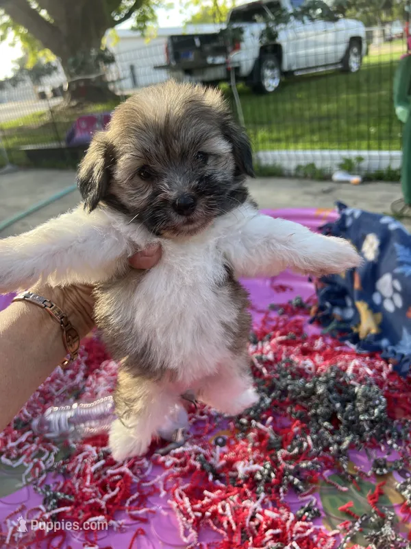 Toy Havashu  – Havanese, Shih Tzu puppy for sale in Denver, CO