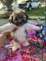 Toy Havashu , a female Havanese and Shih Tzu for sale in Denver, CO – 1 of 8