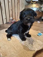 Morkie (Microchipped), a male Maltese and Yorkshire Terrier for sale in Denver, CO – 4 of 10