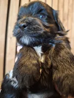 Morkie (Microchipped), a male Maltese and Yorkshire Terrier for sale in Denver, CO – 7 of 10