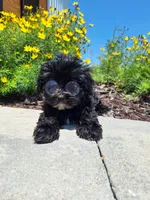 Morkie (Microchipped.), a male Morkie for sale in Denver, CO – 7 of 8
