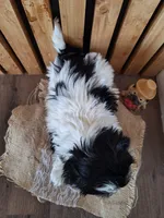 Malshi 2 (microchipped), a male Maltese and Shih Tzu for sale in Denver, CO – Photo 3 of 6