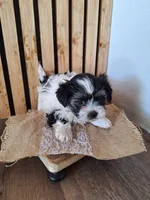 Malshi 2 (microchipped), a male Maltese and Shih Tzu for sale in Denver, CO – Photo 5 of 6