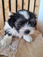 Malshi 2 (microchipped), a male Maltese and Shih Tzu for sale in Denver, CO – Photo 1 of 6