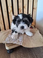 Malshi 2 (microchipped), a male Maltese and Shih Tzu for sale in Denver, CO – Photo 6 of 6