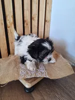 Malshi 2 (microchipped), a male Maltese and Shih Tzu for sale in Denver, CO – Photo 4 of 6