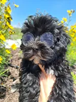 Morkie (Microchipped.), a male Morkie for sale in Denver, CO – 2 of 8