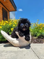 Morkie (Microchipped.), a male Morkie for sale in Denver, CO – 6 of 8
