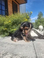 Yorkie (microchipped), a male Yorkshire Terrier for sale in Denver, CO – 4 of 7