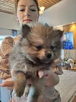 Tiny Toy (Pomeranian), a male Pomeranian for sale in Denver, CO – 8 of 8