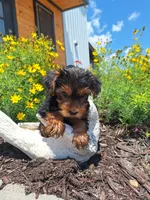 Toy Tea Cup (microchipped), a male Yorkshire Terrier for sale in Denver, CO – 8 of 9