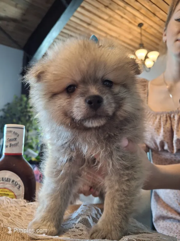 Teddy Bear (Microchipped) – Pomeranian puppy for sale in Denver, CO
