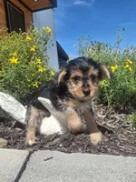 Yorkie (microchipped), a male Yorkshire Terrier for sale in Denver, CO – 2 of 7
