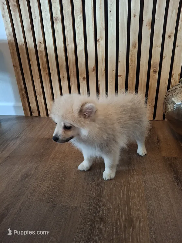 Teddy Bear (Microchipped) – Pomeranian puppy for sale in Denver, CO