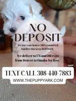 Shorkie (microchipped), a male Shih Tzu and Yorkshire Terrier for sale in Denver, CO – Photo 4 of 6