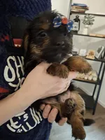 Shorkie (microchipped), a male Shih Tzu and Yorkshire Terrier for sale in Denver, CO – Photo 2 of 6