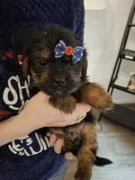 Shorkie (microchipped), a male Shih Tzu and Yorkshire Terrier for sale in Denver, CO – Photo 3 of 6