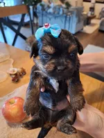 Shorkie (microchipped), a male Shih Tzu and Yorkshire Terrier for sale in Denver, CO – Photo 6 of 6