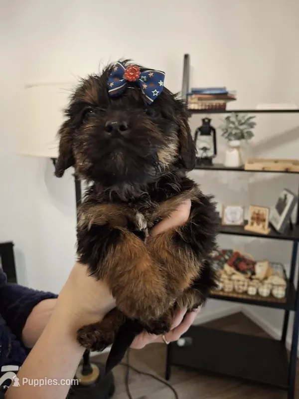 Shorkie (microchipped)